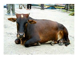 Cow in a Kathmandu street